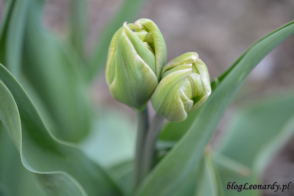 tydzień w ogrodzie -podwojny biały tulipan