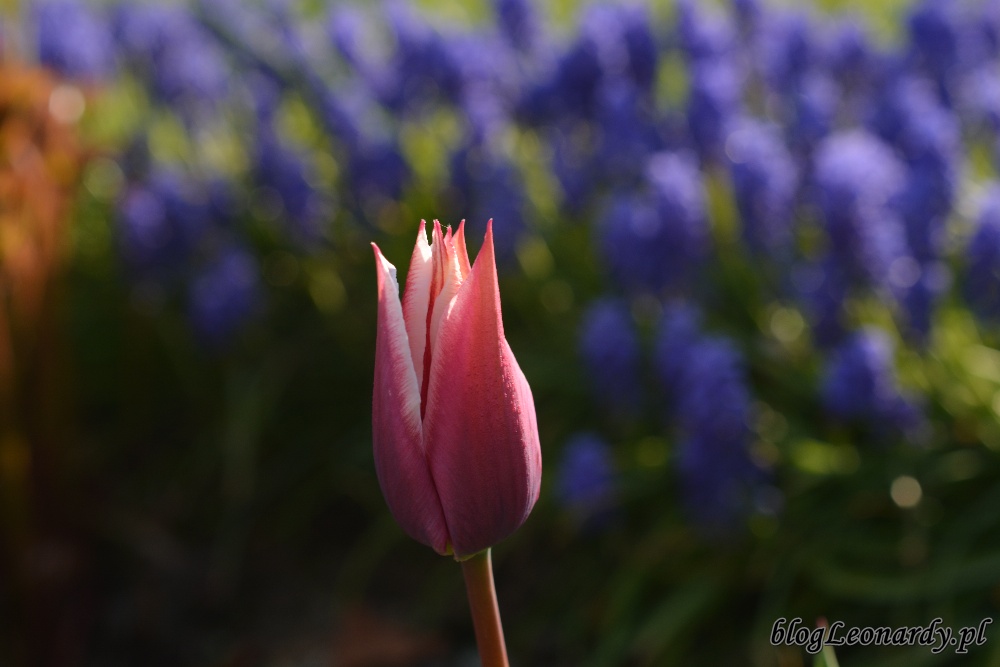 tydzień w ogrodzie -tulipan liliokształtny