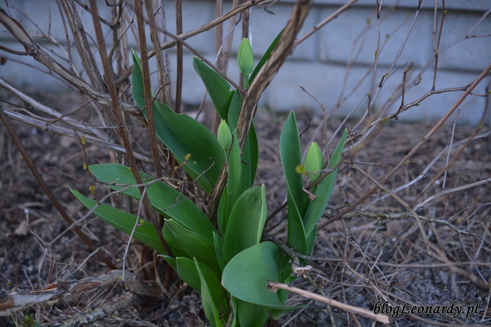 tydzień w ogrodzie -tulipany