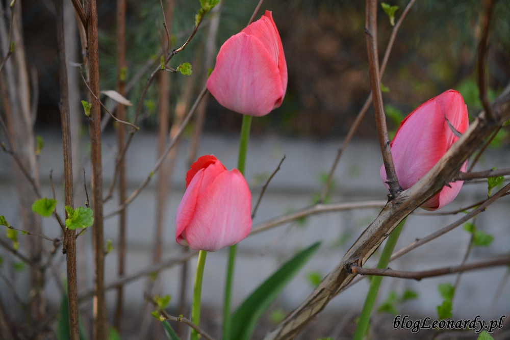 tydzień w ogrodzie -tulipany czerwone