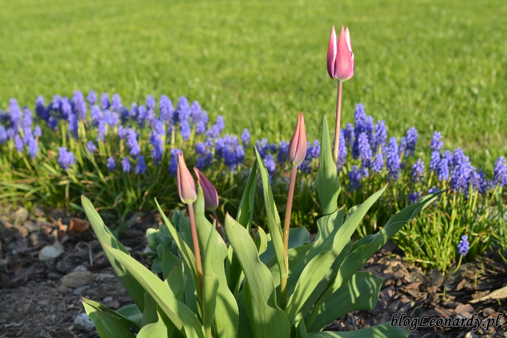 tydzień w ogrodzie -tulipany liliokształtne