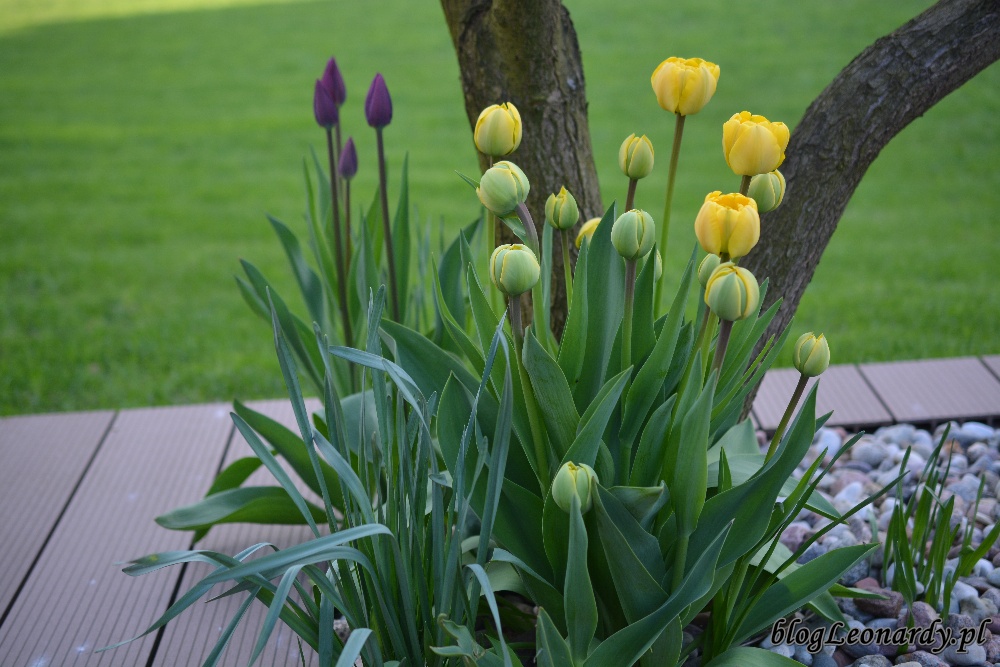 tydzień w ogrodzie -tulipany pełne