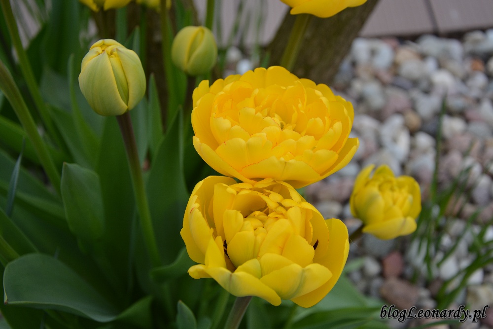 tydzień w ogrodzie -tulipany żółte