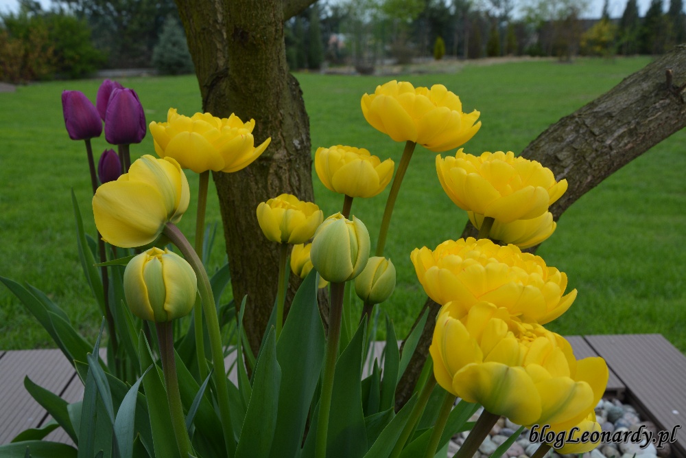 tydzień w ogrodzie -żółte tulipany