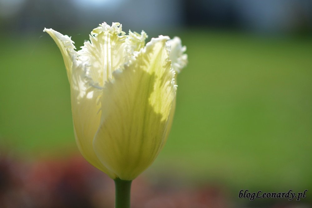 Kwiecień w ogrodzie -biały tulipan
