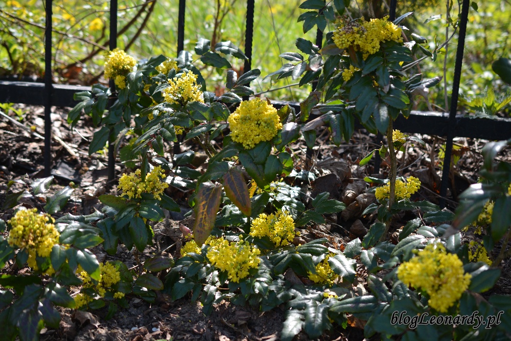 Kwiecień w ogrodzie -mahonia (2)