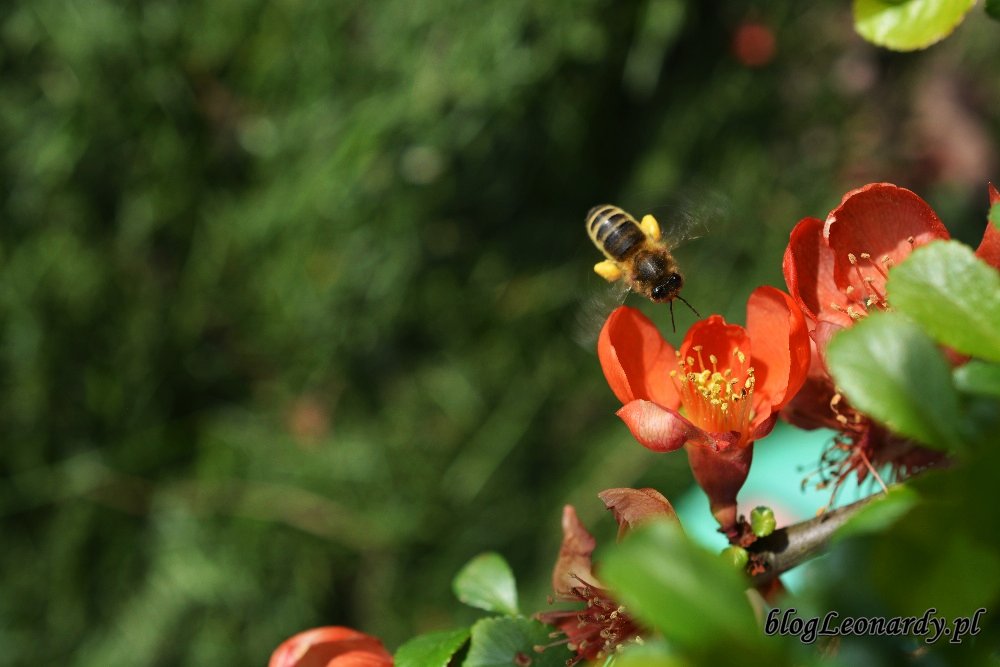 Kwiecień w ogrodzie -pszczoła