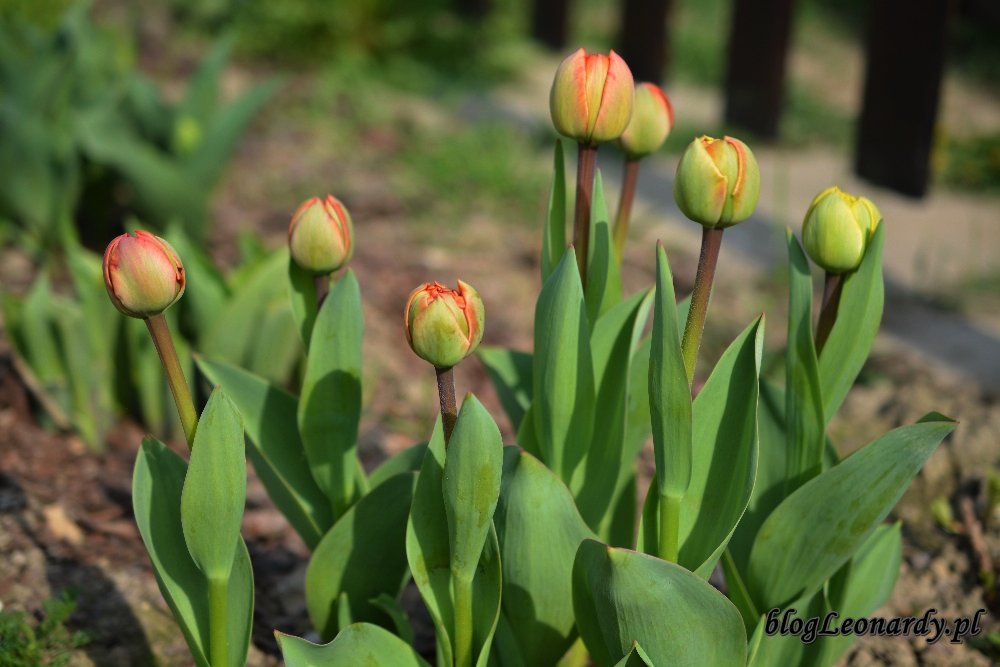 Kwiecień w ogrodzie -tulipany (2)