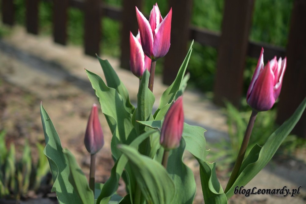 Kwiecień w ogrodzie -tulipany Klaudia