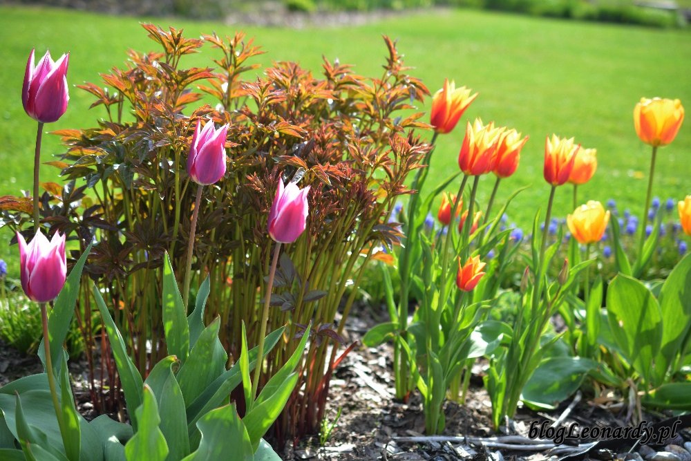 Kwiecień w ogrodzie -tulipany i piwonie