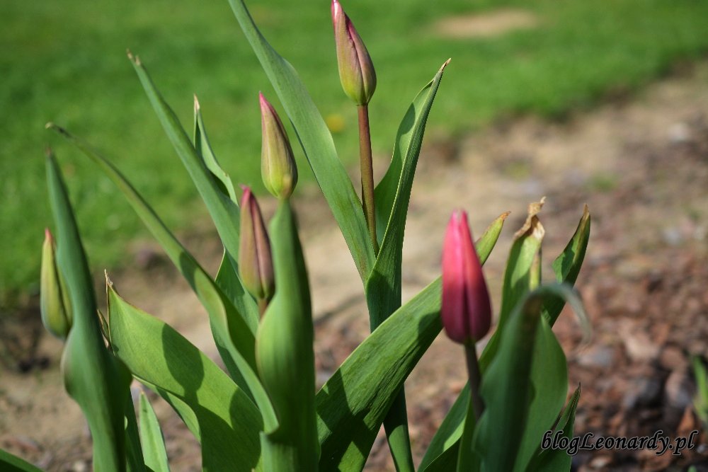 Kwiecień w ogrodzie -tulipany w pąkach