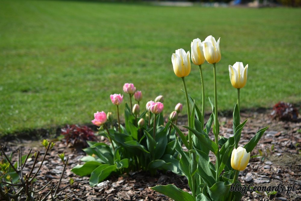 Kwiecień w ogrodzie -tulipany
