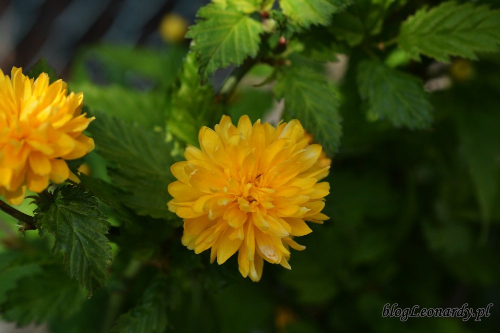 Kwiecień w ogrodzie -złotlin japoński