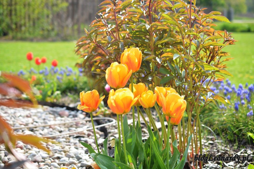 Kwiecień w ogrodzie -żółte tulipany (2)