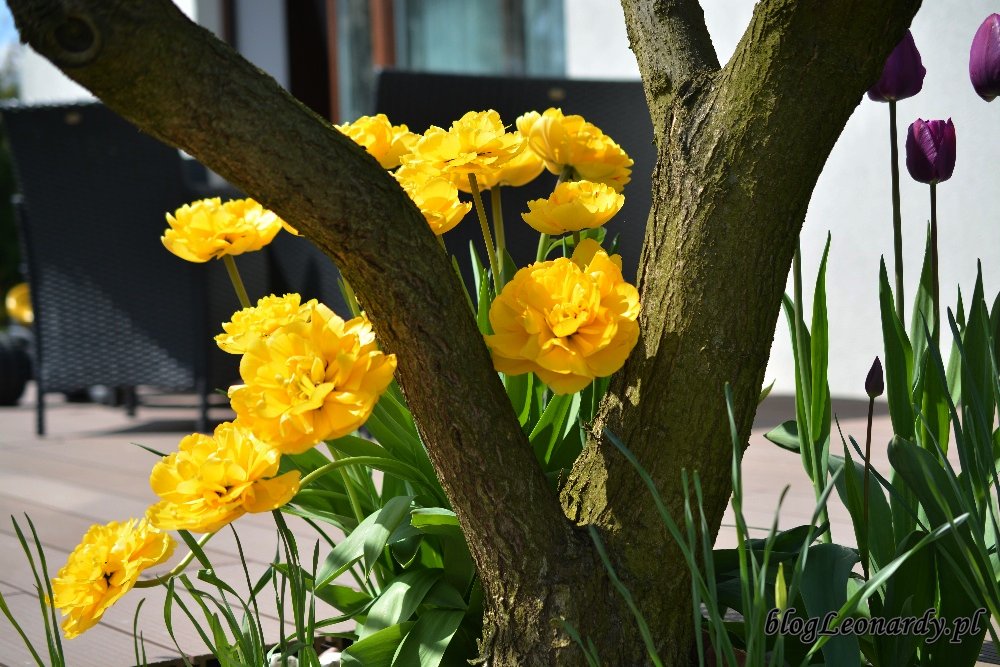 Kwiecień w ogrodzie -żółte tulipany 3