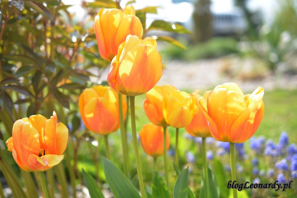Kwiecień w ogrodzie -żółte tulipany