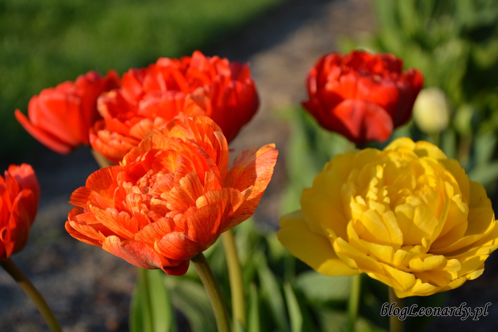 tulipanypełne tulipany