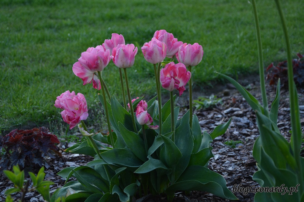 tulipanyróżowe tulipany
