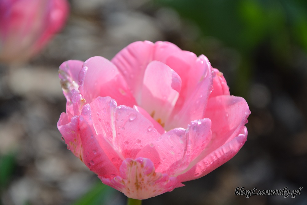 tulipanyróżowy tulipan
