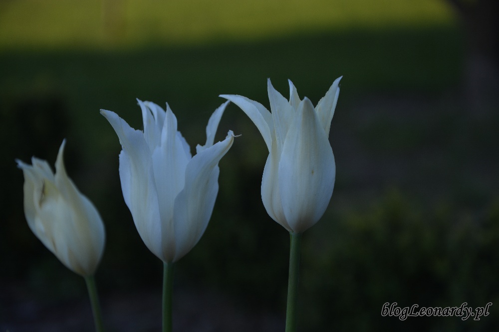 tulipanysapporo tulipan