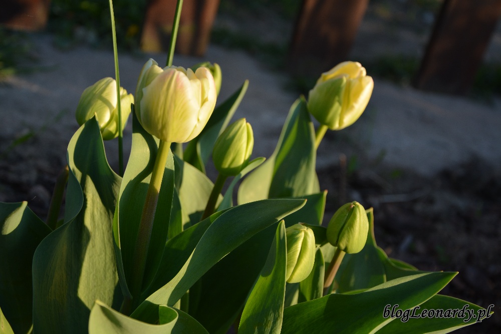 tulipanyspring green tak