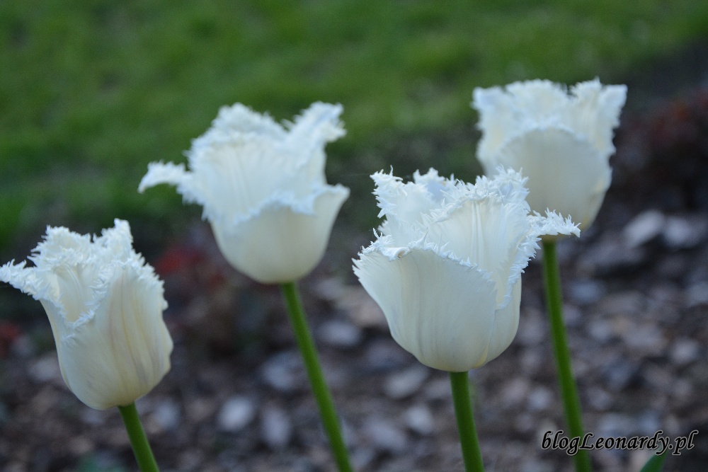 tulipany strzępiaste swan wings