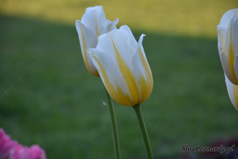 tulipan flaming coguette