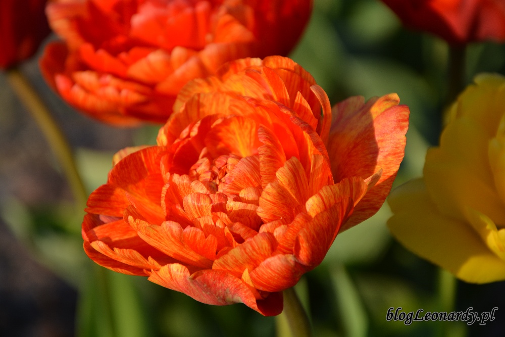 tulipanytulipan pełny