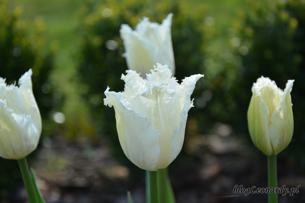 tulipany tulipan swan wings