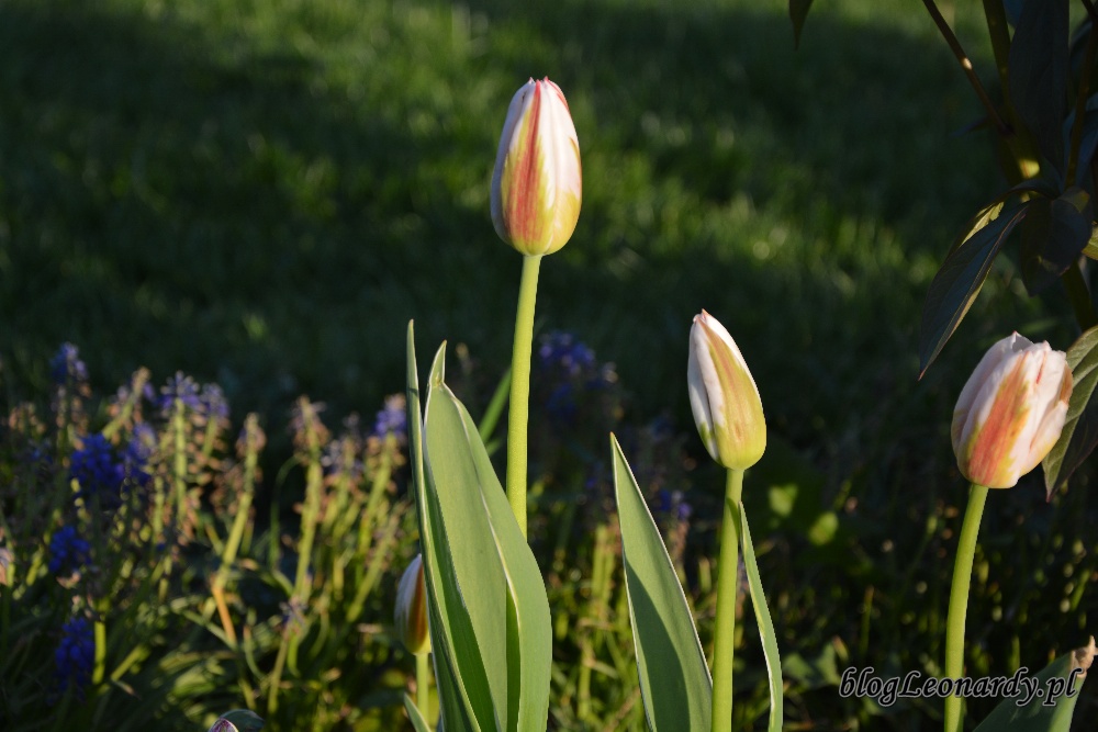 tulipanytulipany biało - czerwone