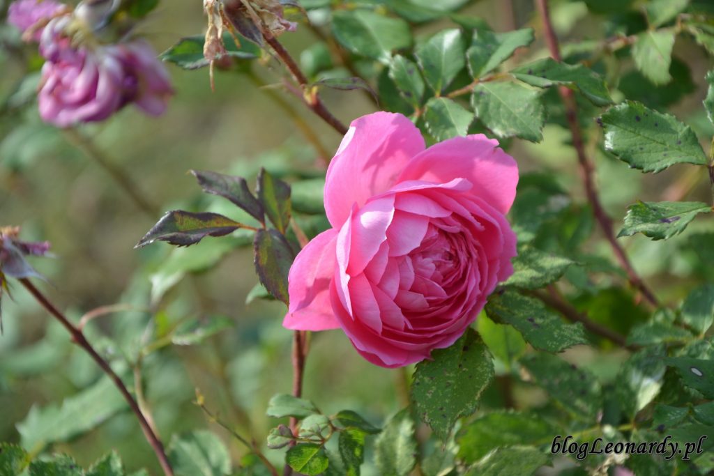 alan titchmarsh róża