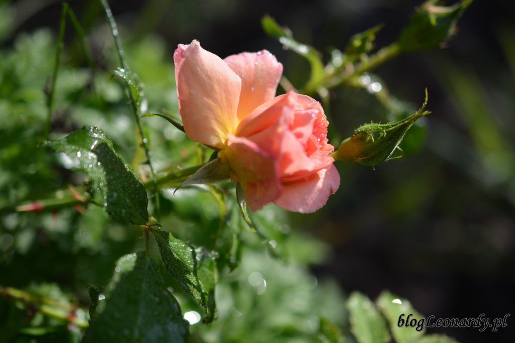 koniec maja w ogrodzie - róża