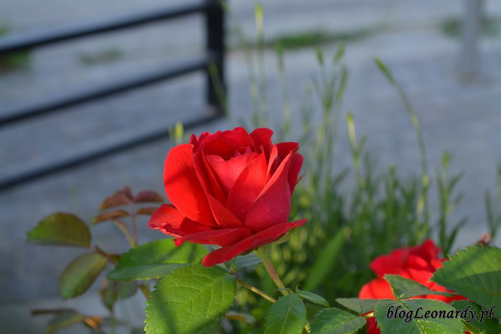 koniec maja w ogrodzie - róża czerwona