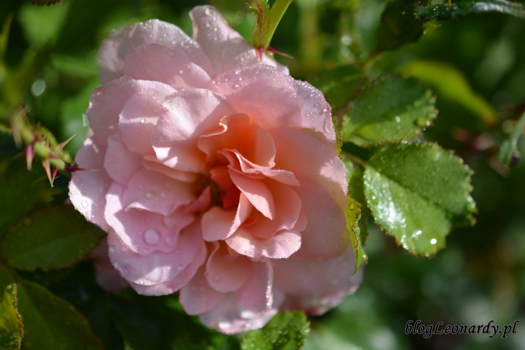 koniec maja w ogrodzie - róża emelie