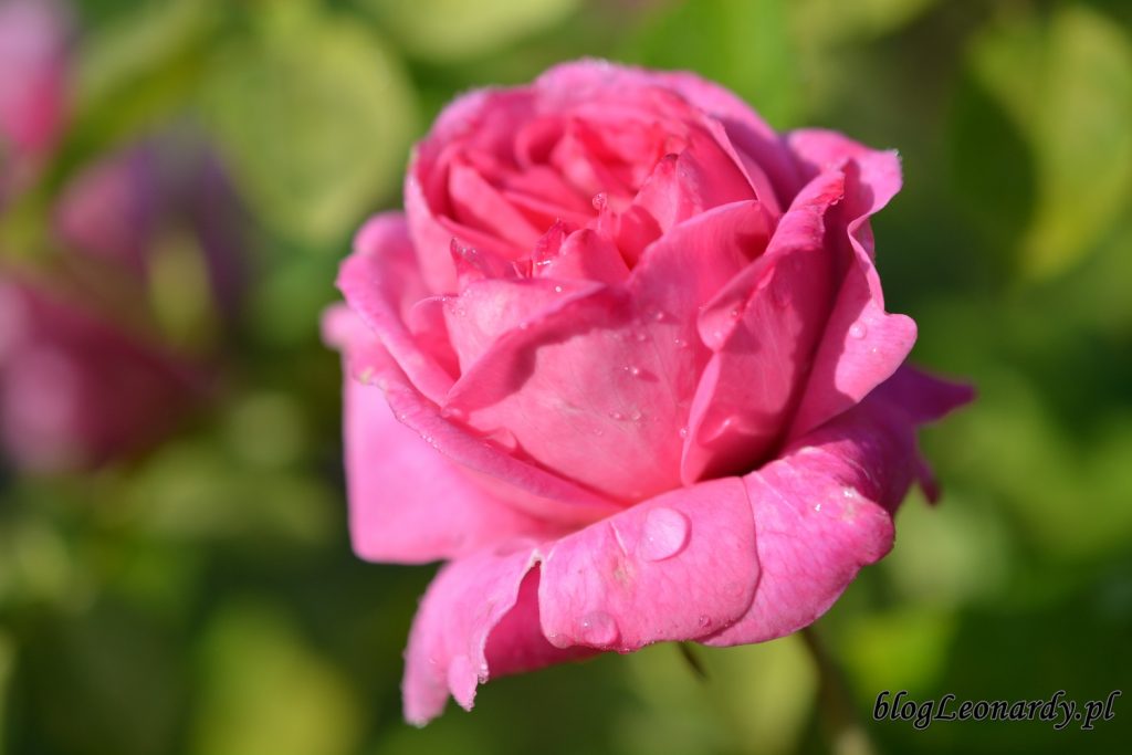 koniec maja w ogrodzie - róża mary rose