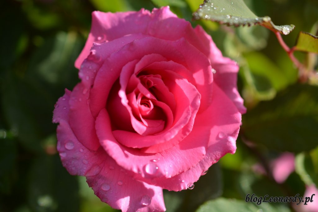 koniec maja w ogrodzie - róża zephirine drouhin