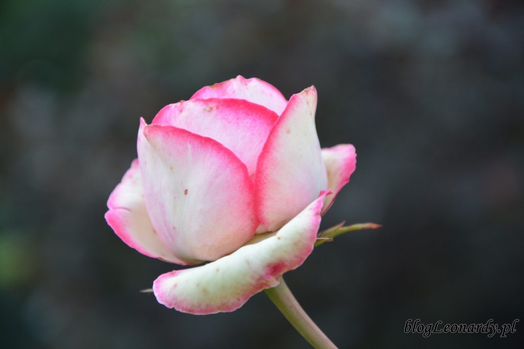 lato w ogrodzie - eden rose 85