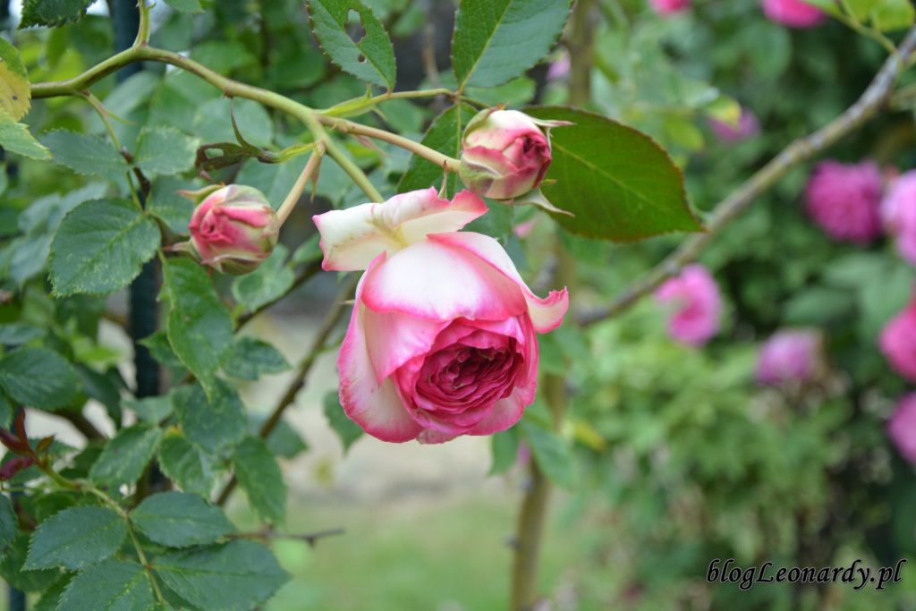 lato w ogrodzie - eden rose 85 (2)