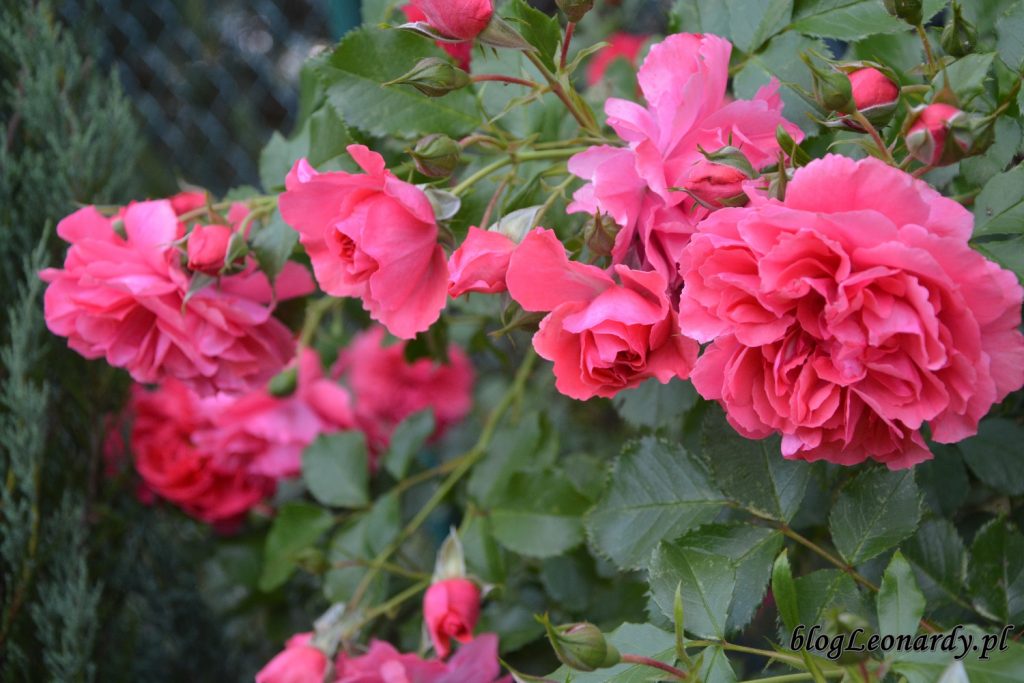 lato w ogrodzie - rosarium uetersen