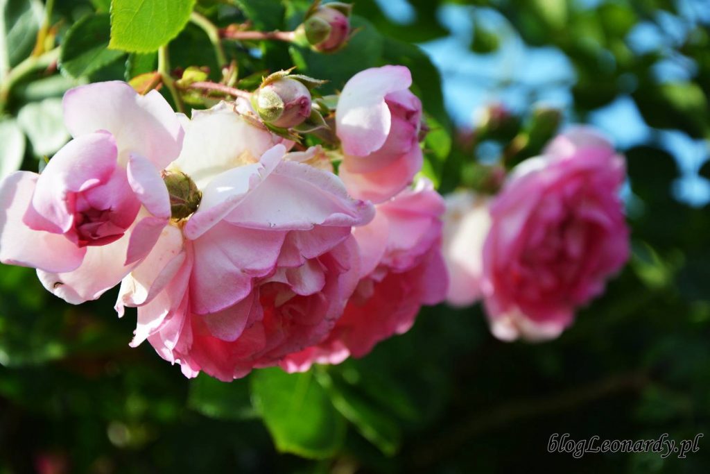 róża jasmina kwiatostan