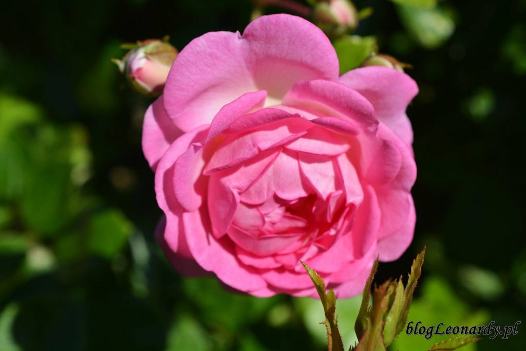 róże -Jasmina kwiat