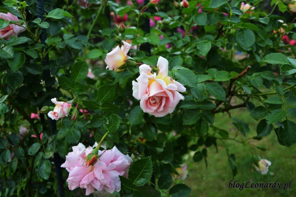 róże -compassion kwiat