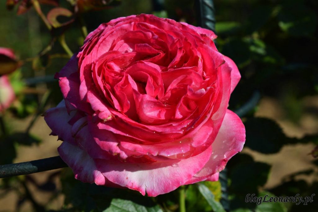 róże -eden rose 85