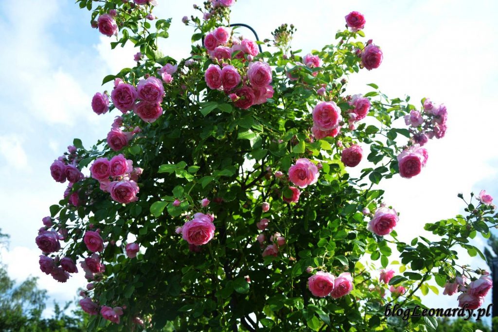 róże -jasmina krzew