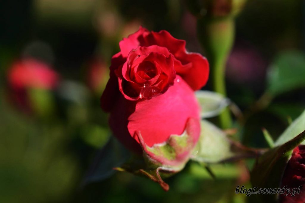 róże -rosanna