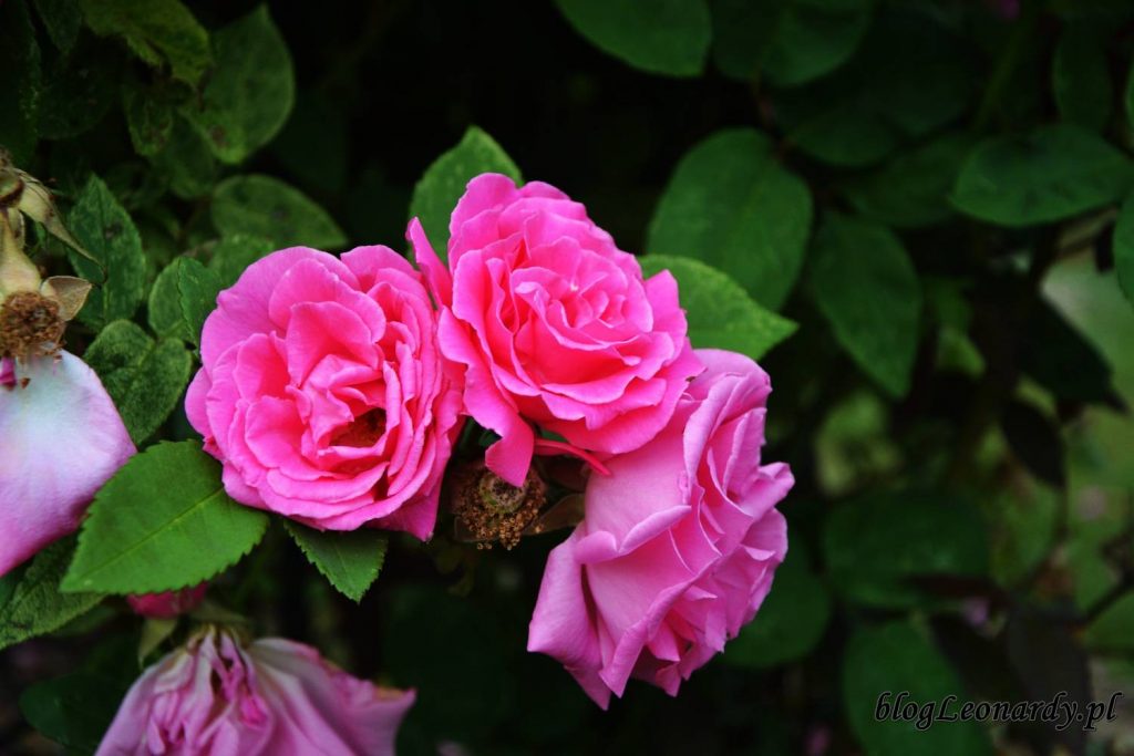 róże -zephirine drouhin kwiaty