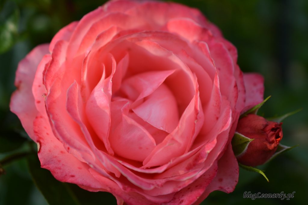 róża rosanna
