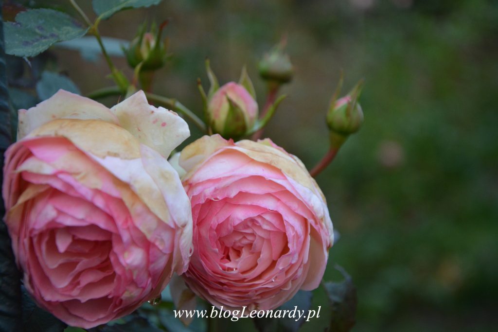 eden-rose-85-jesienia