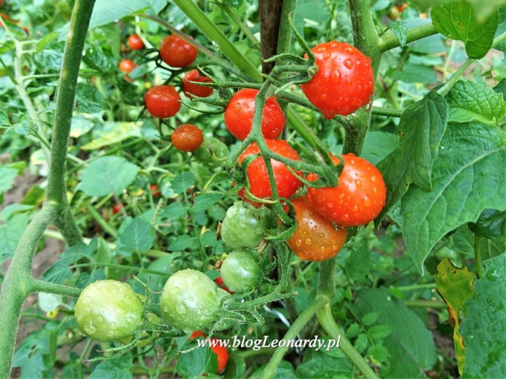terminy wysiewu warzyw - pomidory